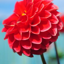 Схема вышивки «Цветы»