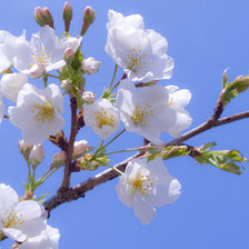 Схема вышивки «№987140»