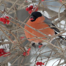 Схема вышивки «Снегирь»