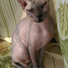 Схема вышивки «Сфинкс»