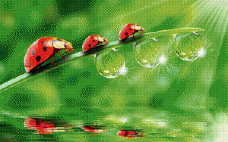 божьи коровки - насекомые, природа - предпросмотр