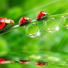 божьи коровки