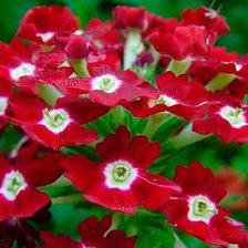 Схема вышивки «вербена»