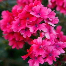 Схема вышивки «вербена»