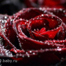 Схема вышивки «роза»