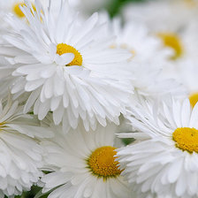 Схема вышивки «ромашки»