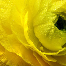 Схема вышивки «купальница»