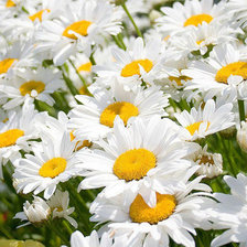 Схема вышивки «ромашки»