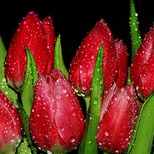 Схема вышивки «тюльпаны»