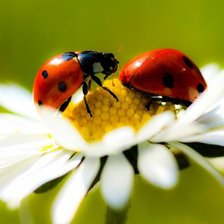 Схема вышивки «божьи коровки»