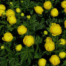 Схема вышивки «купальница»