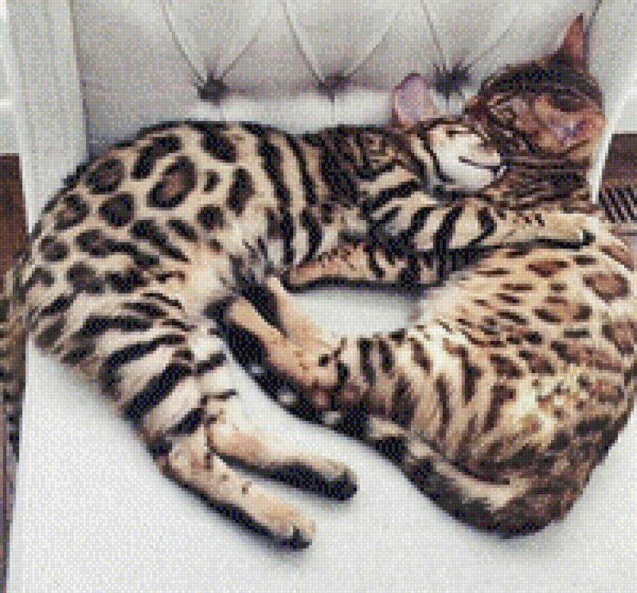 №987577 - звери, кошки, котенок, животные - предпросмотр