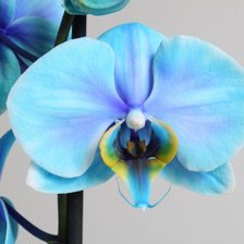 Схема вышивки «№987584»