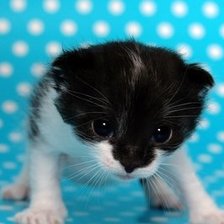 Схема вышивки «№987832»