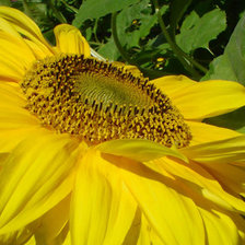 Схема вышивки «№987961»