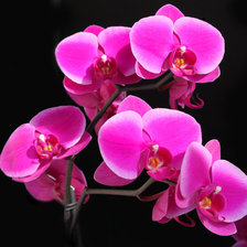 Схема вышивки «№987970»