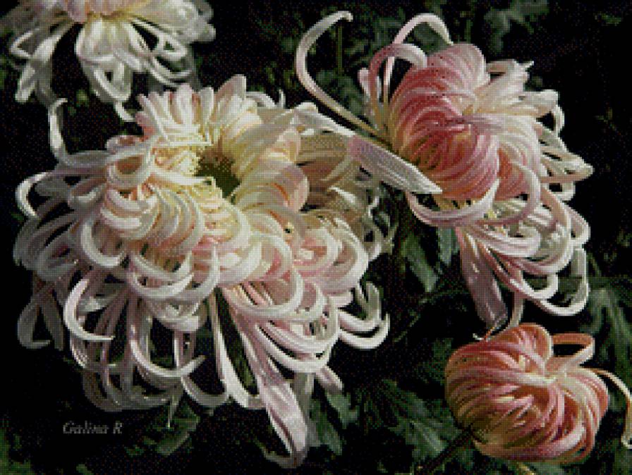 японские хризантемы - букет, цветы, хризантема - предпросмотр