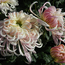 Схема вышивки «японские хризантемы»