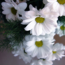 Схема вышивки «Космеи белые»