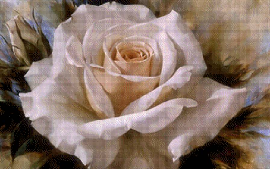 Роза - белая, роза, цветок - предпросмотр