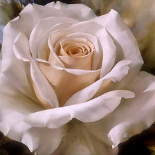 Схема вышивки «Роза»