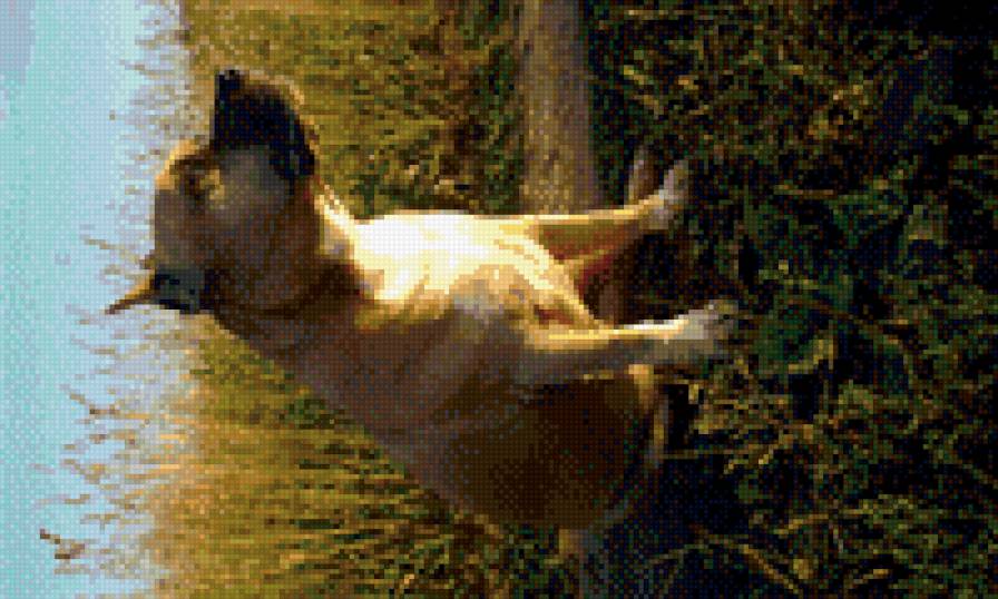 Боря - предпросмотр