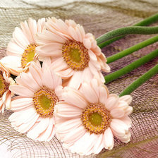 Схема вышивки «герберы»