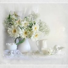 белые герберы