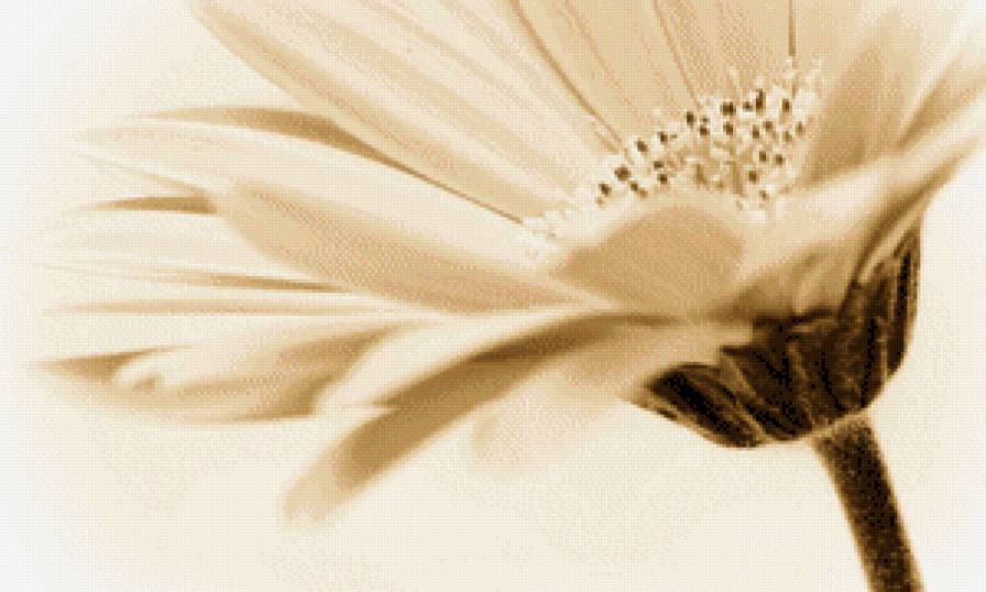 герберы - предпросмотр