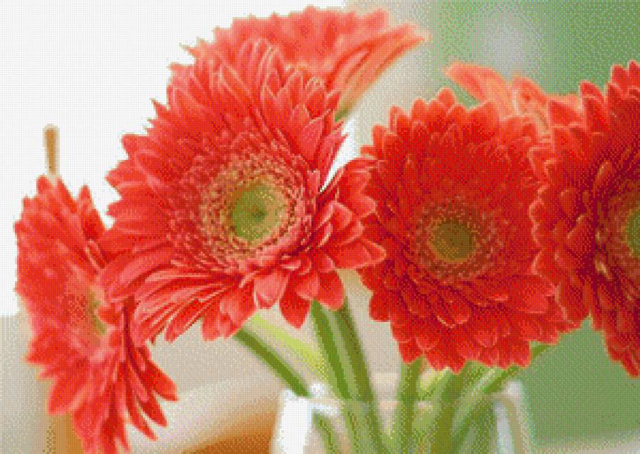 Герберы - предпросмотр