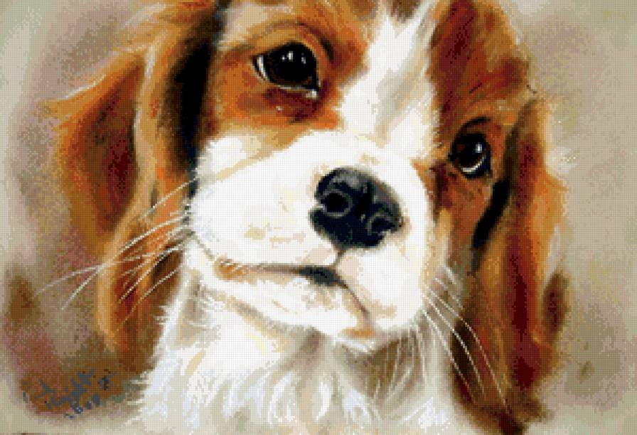 щеночек - щенок, собака, животное - предпросмотр