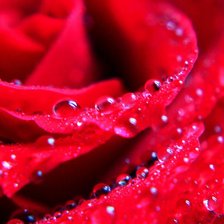 Схема вышивки «№988306»