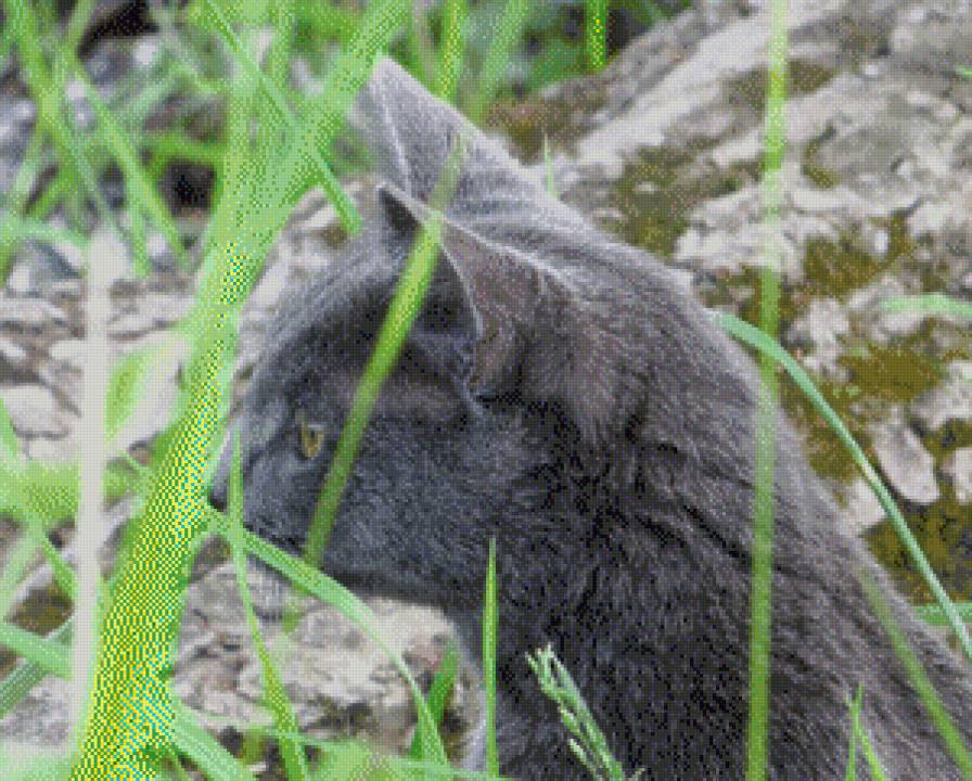 Охотник - природа, кошки - предпросмотр