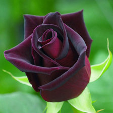 Схема вышивки «черная роза»