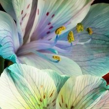 Схема вышивки «лилии»