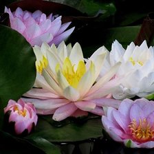 Схема вышивки «Лотос»