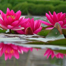 Схема вышивки «Лотос»