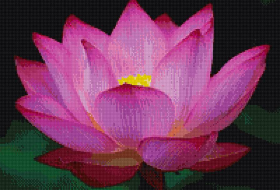 Лотос - лотос, цветы - предпросмотр