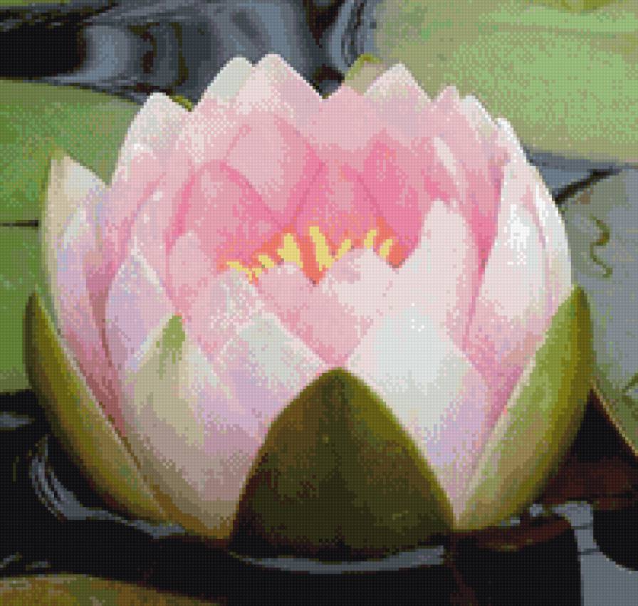 Лотос - цветы, лотос - предпросмотр