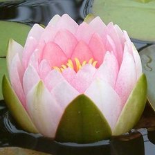 Схема вышивки «Лотос»