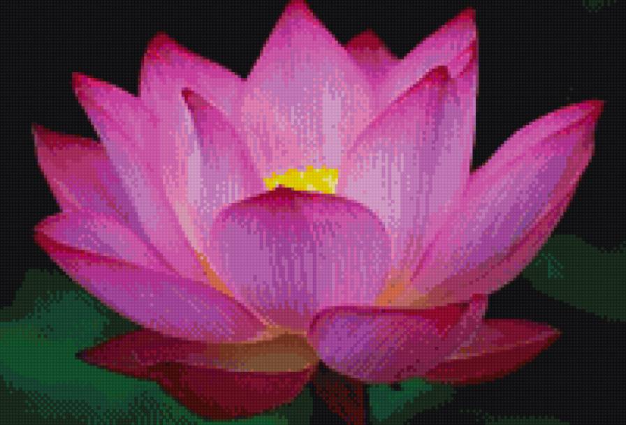 Лотос - лотос, цветы - предпросмотр