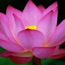 Схема вышивки «Лотос»