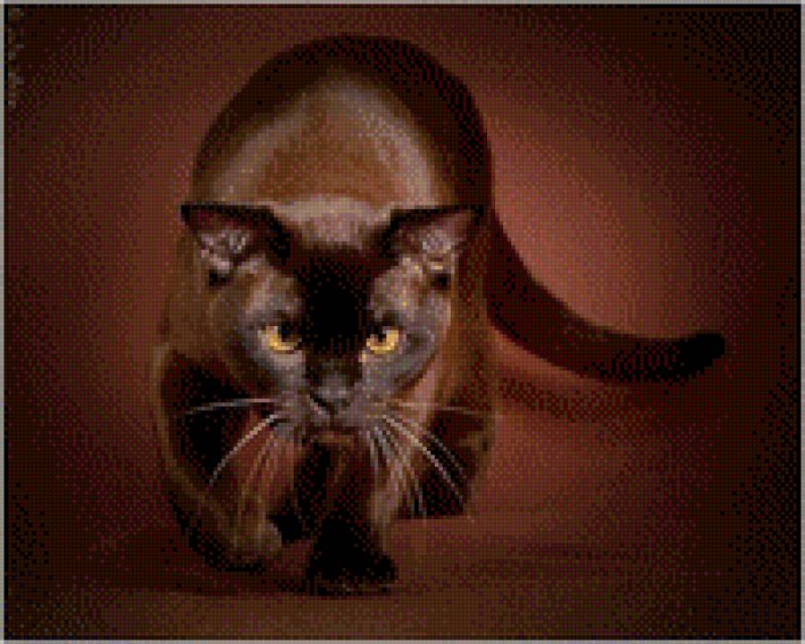 Кошка - животные, кошка - предпросмотр