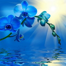 Голубая орхидея