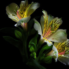 Схема вышивки «букет»