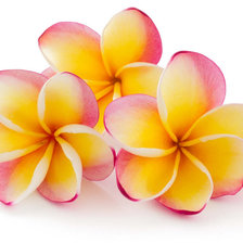 Схема вышивки «Цветы»