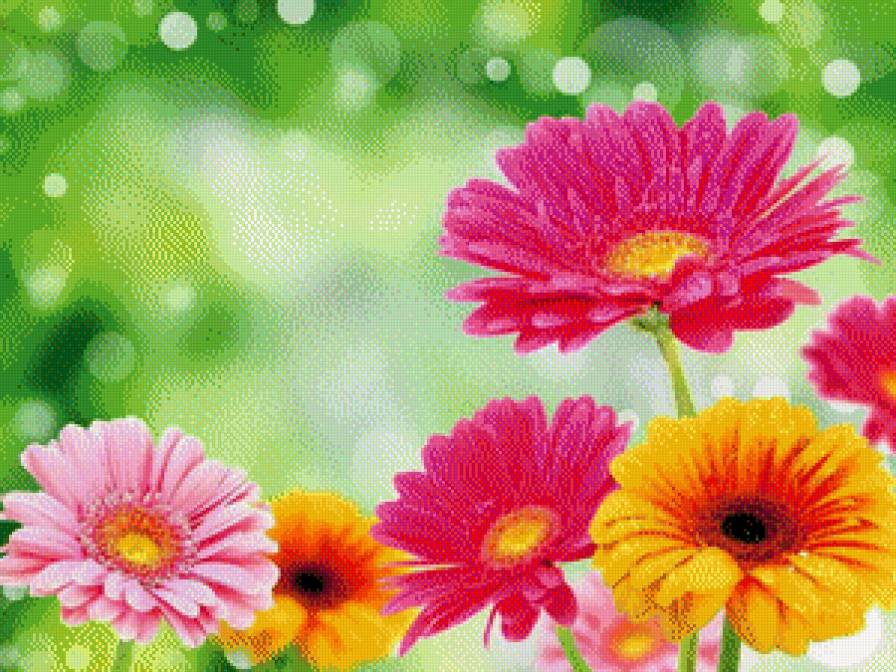 Герберы - предпросмотр