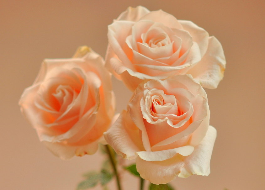 нежные розы - оригинал