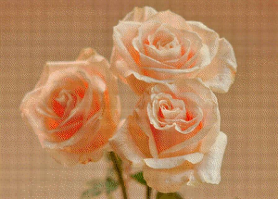 нежные розы - предпросмотр