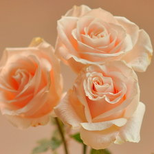 нежные розы